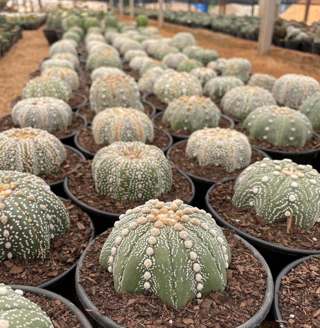 Vasos para Cactos: Como Escolher o&nbsp;Ideal