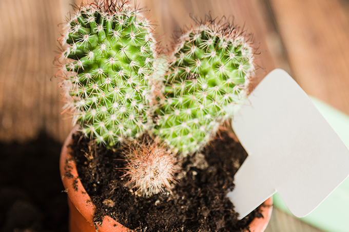Substrato para Cactos: a Base de um Cultivo&nbsp;Saudável