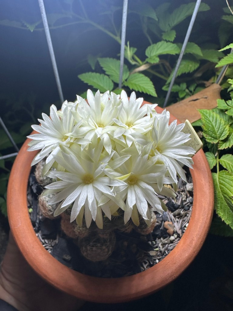 Discocatus buenekeri